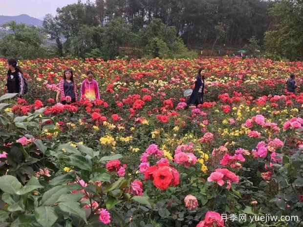 月季名園：達州成都山花纖谷玫瑰園(圖4)