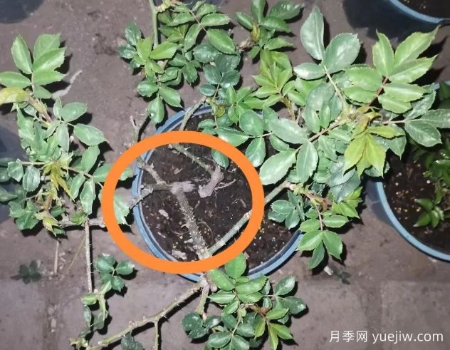 月季怎么抹芽？詳細(xì)教程來(lái)啦，照著做，爆花很簡(jiǎn)單(圖2)