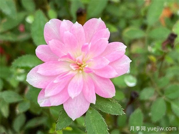 陽(yáng)臺(tái)上最好養(yǎng)的月季，不是果汁陽(yáng)臺(tái)(圖2)