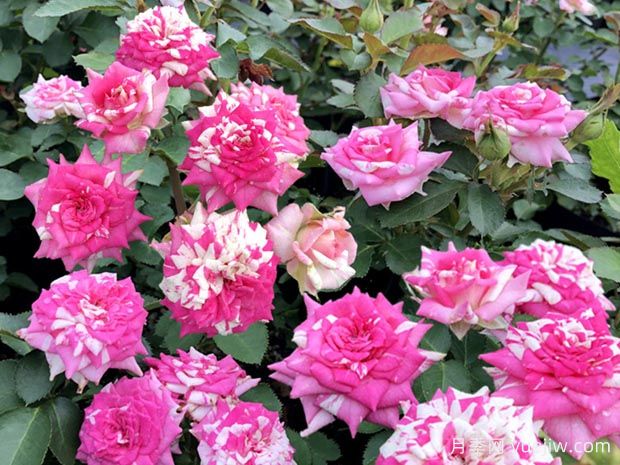 清明過后，給月季花喂點(diǎn)魚骨頭，根壯葉綠猛開花(圖1)