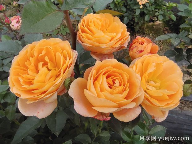 養(yǎng)上果汁陽臺月季，是不是可以實(shí)現(xiàn)鮮花自由(圖1)