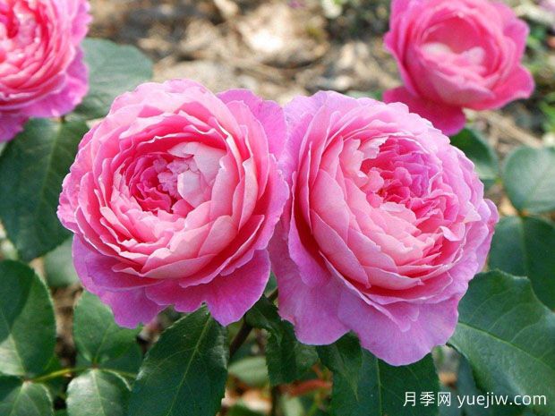 花宮娜月季完美，美麗勤花濃香抗病(圖1)