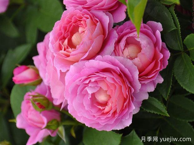 花宮娜月季完美，美麗勤花濃香抗病(圖2)