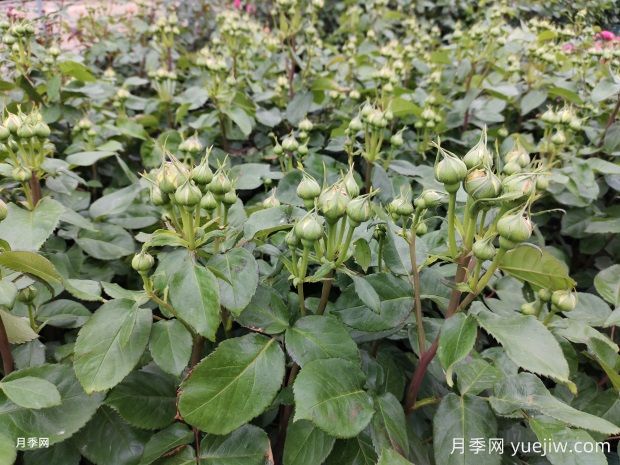 月季花苞顯色后還要施磷鉀肥嗎？(圖1)