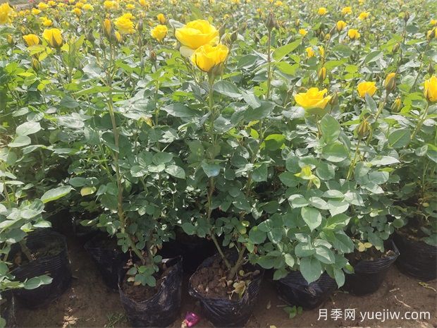 月季花苞顯色后還要施磷鉀肥嗎？(圖2)