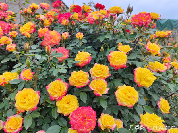 非常漂亮的9種月季花，各具特色絢麗多彩(圖4)