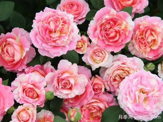 非常漂亮的9種月季花，各具特色絢麗多彩(圖2)