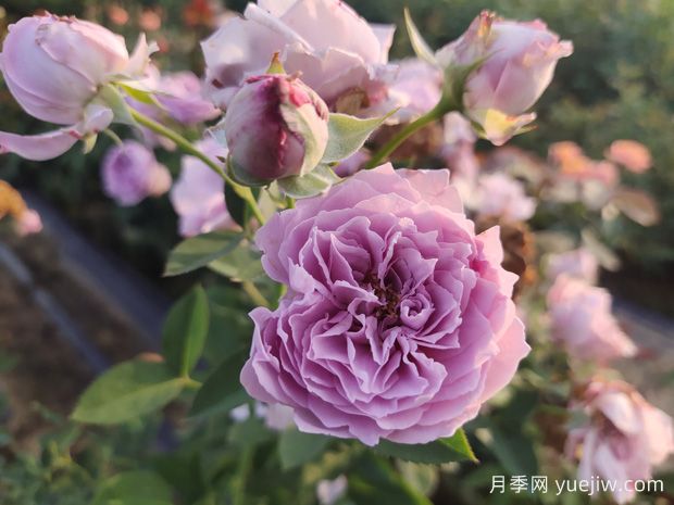 玫瑰花如何拍照？學(xué)會技巧，輕松拍出高級感(圖1)