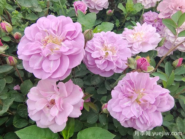 適合陽(yáng)臺(tái)的藍(lán)色陰雨小型藤本月季，陽(yáng)臺(tái)變花墻(圖1)