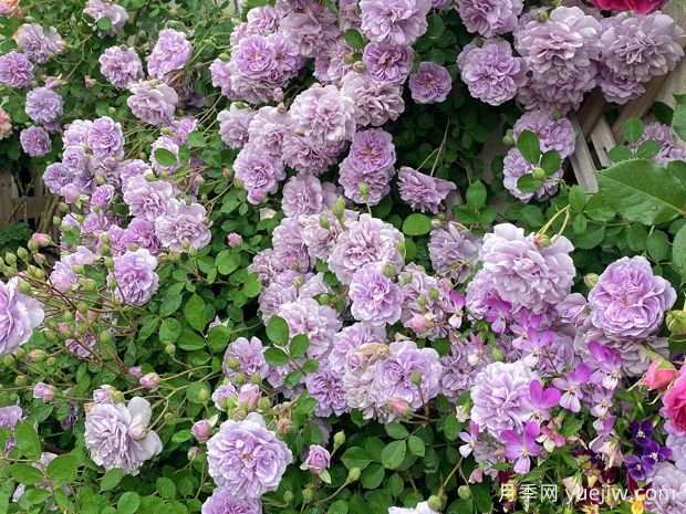 適合陽(yáng)臺(tái)的藍(lán)色陰雨小型藤本月季，陽(yáng)臺(tái)變花墻(圖2)
