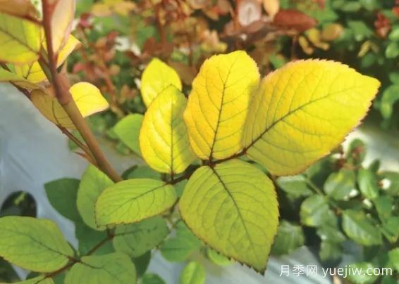 月季生病怎么辦？學(xué)會(huì)觀葉識(shí)病，自己也能輕松診斷！(圖1)