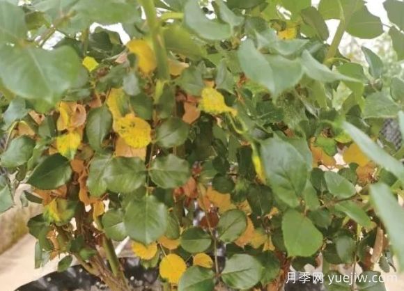 月季生病怎么辦？學(xué)會(huì)觀葉識(shí)病，自己也能輕松診斷！(圖2)