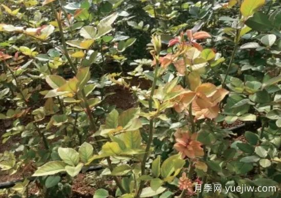 月季生病怎么辦？學(xué)會(huì)觀葉識(shí)病，自己也能輕松診斷！(圖3)