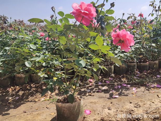 為什么你買回來(lái)的盆栽月季總是養(yǎng)不好？給新手花友的5點(diǎn)建議(圖1)