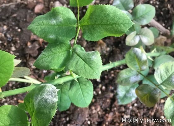 月季得了白粉病，一定要及時(shí)治療，否則沒花看(圖1)