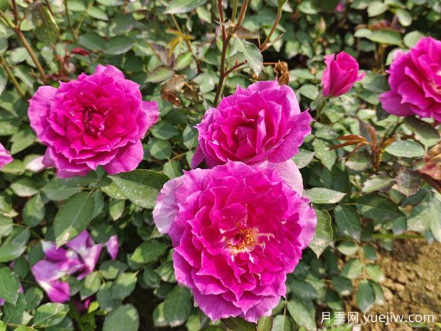養(yǎng)月季花，離不開松樹皮，泥炭配松樹皮，固根性非常好(圖1)