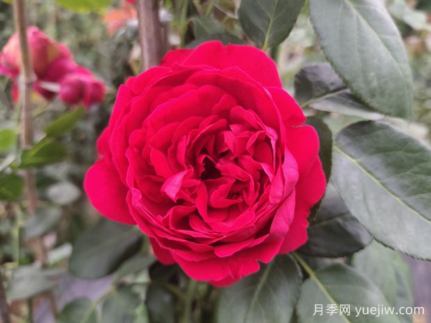 月季花的應(yīng)用及價值(圖1)
