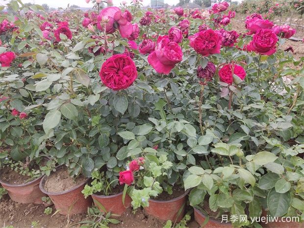 月季花的葉子究竟長(zhǎng)什么樣？(圖1)