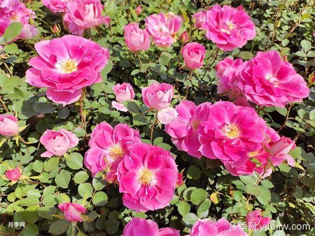 月季花不好養(yǎng)！那是因?yàn)槟銢](méi)有掌握這幾個(gè)方法(圖1)