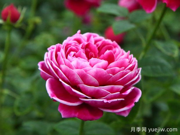 月季界的妖花瑪麗玫瑰，美到驚艷！(圖1)