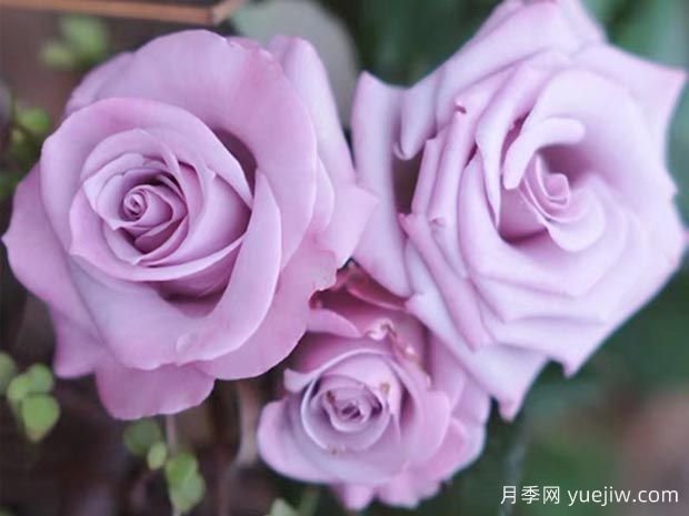 謊言為什么流行？當(dāng)月季變身玫瑰(圖1)