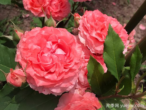 從花園到花瓶，盤點(diǎn)10個(gè)顏值超高的切花月季(圖7)