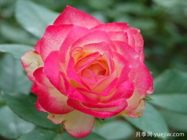 從花園到花瓶，盤點(diǎn)10個(gè)顏值超高的切花月季(圖9)