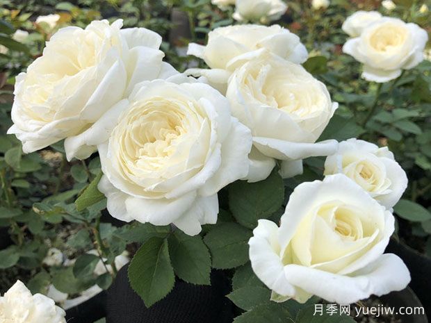 從花園到花瓶，盤點(diǎn)10個(gè)顏值超高的切花月季(圖3)