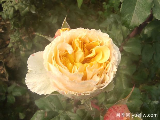 從花園到花瓶，盤點(diǎn)10個(gè)顏值超高的切花月季(圖5)