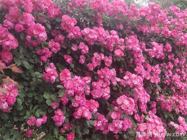 月季花開：美了小城，醉了路人(圖1)