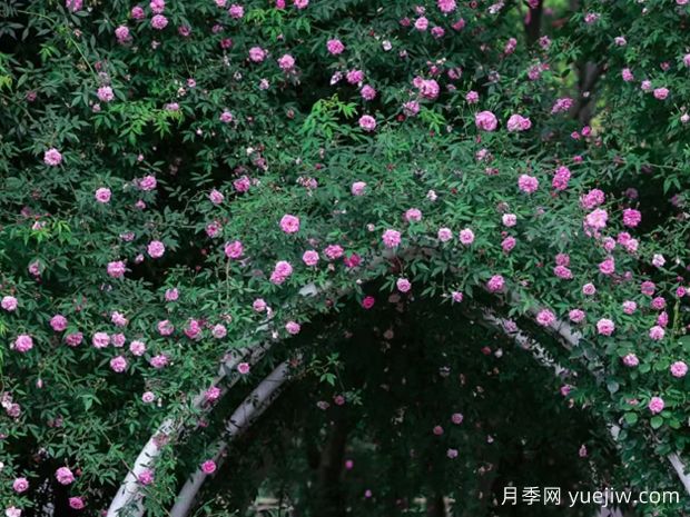 無錫的薔薇開好了，快來打卡！(圖2)