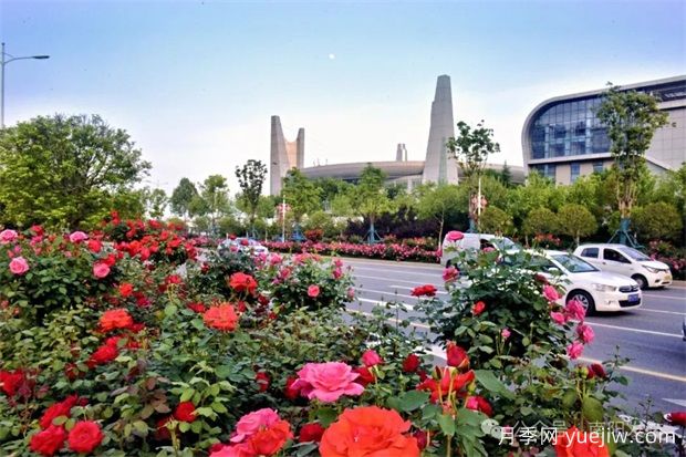 南陽月季：展品牌亮點 促花樣經濟(圖1)