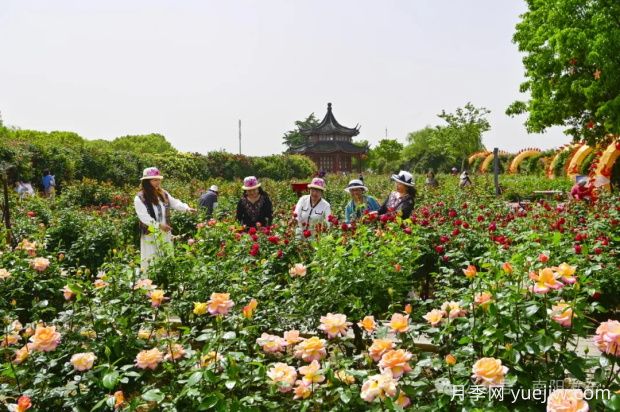 南陽月季：展品牌亮點 促花樣經濟(圖2)