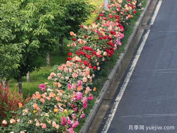 北京環(huán)路隔離帶上的月季到底是什么品種？(圖2)