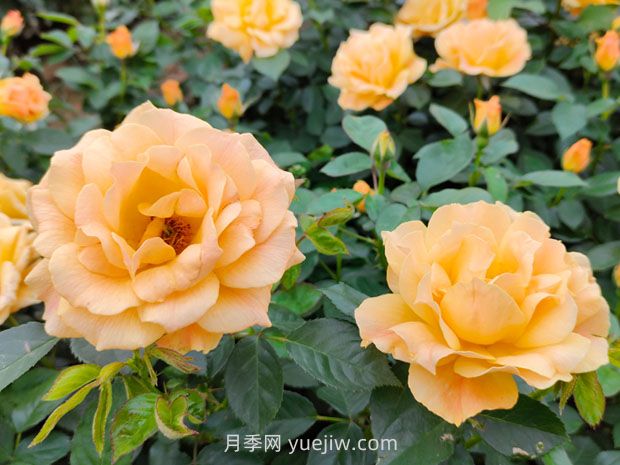 月季并不難養(yǎng)，只需要掌握6個小妙招(圖1)