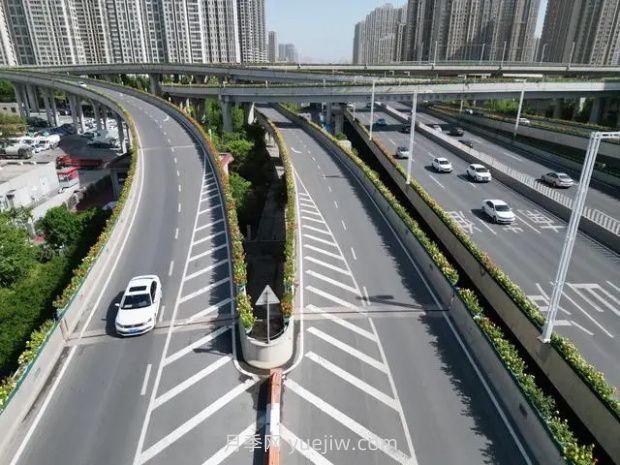 鄭州月季：花開鄭好景如畫，高架月季香滿城(圖2)