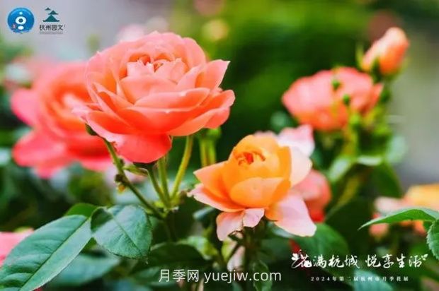 杭州滿城繁花，500萬株月季競相綻放的極致浪漫(圖2)