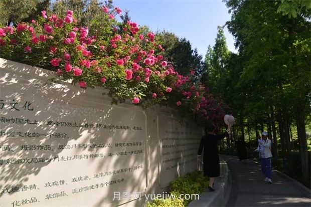 鄭州月季公園40萬(wàn)株月季競(jìng)相綻放，感受花漾生活(圖2)