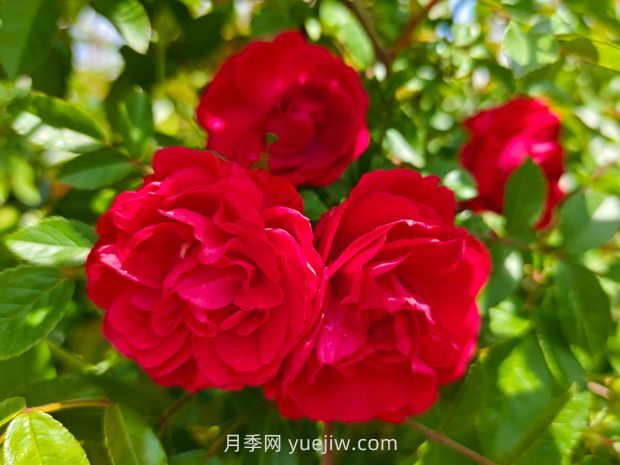 月季紅木香爆花機器，花艷麗花量大花期長(圖1)