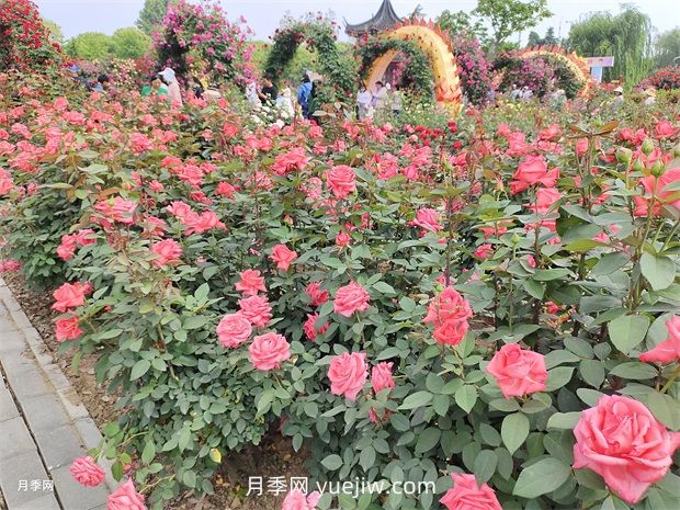 怎么給月季花澆水？很多新手做錯(cuò)了，難怪養(yǎng)不好(圖1)