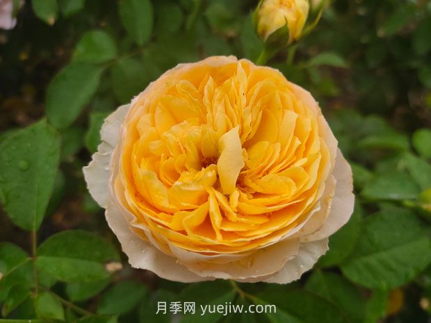 從一萬種月季花中精選這10種，你喜歡嗎？(圖1)