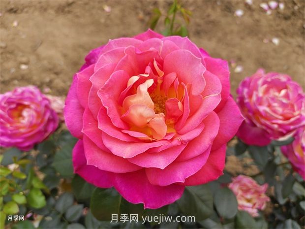 北極風神月季(圖1)