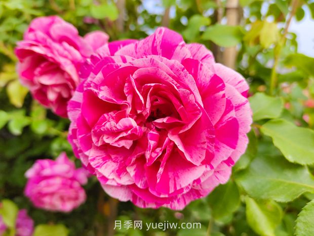 伊蕾莎斯特月季優(yōu)缺點(diǎn)(圖1)