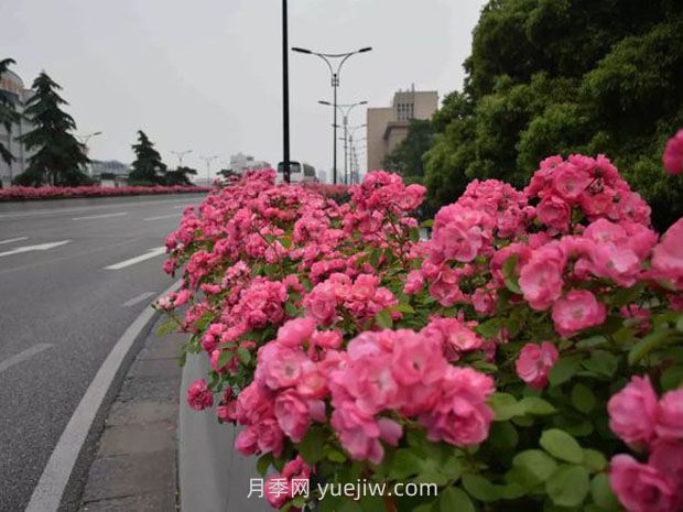 現(xiàn)在都流行栽月季嗎？(圖1)
