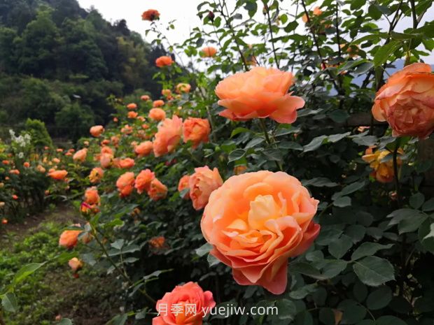 瀘州市古藺大寨花海迷宮進(jìn)入盛花期，打卡高顏值(圖3)