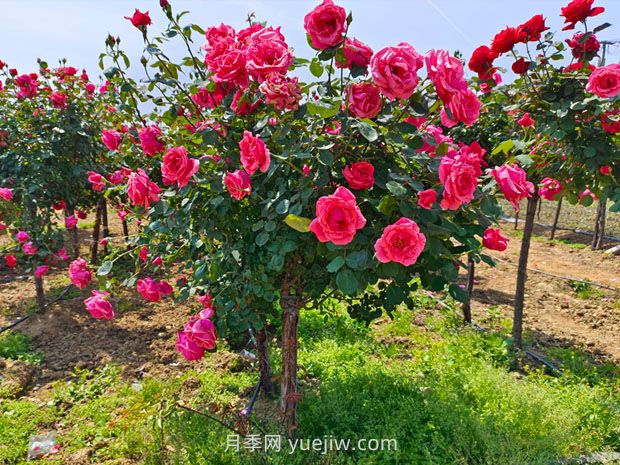 有院子的花友要養(yǎng)幾棵樹狀月季，花開艷麗讓人羨慕(圖1)