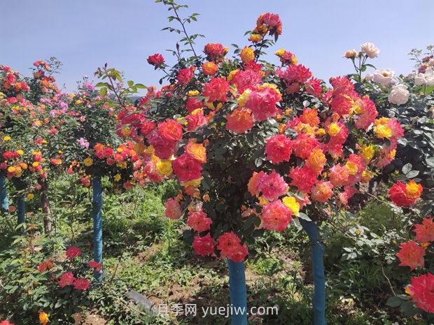 有院子的花友要養(yǎng)幾棵樹狀月季，花開艷麗讓人羨慕(圖2)
