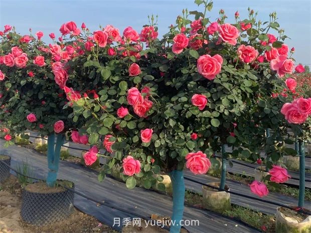 有院子的花友要養(yǎng)幾棵樹狀月季，花開艷麗讓人羨慕(圖3)