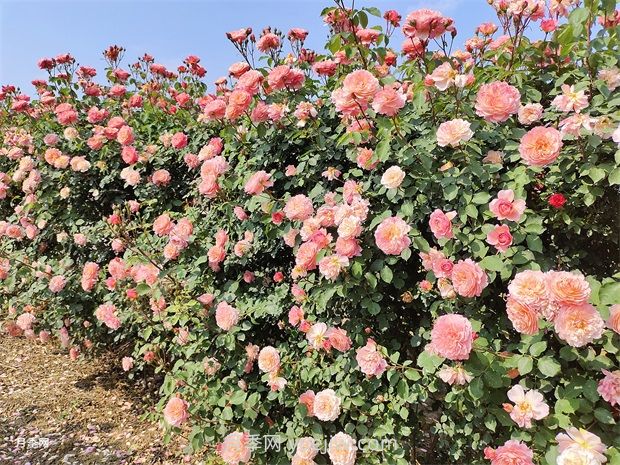 月季花園，美到讓人窒息！(圖2)