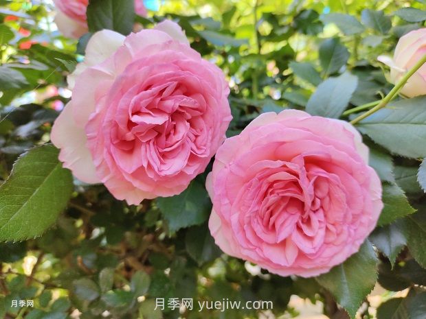 月季花園，美到讓人窒息！(圖1)